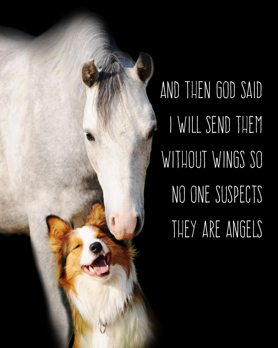 And Then God Said, I will Send Them Without Wings.....Horse & Dog Photo