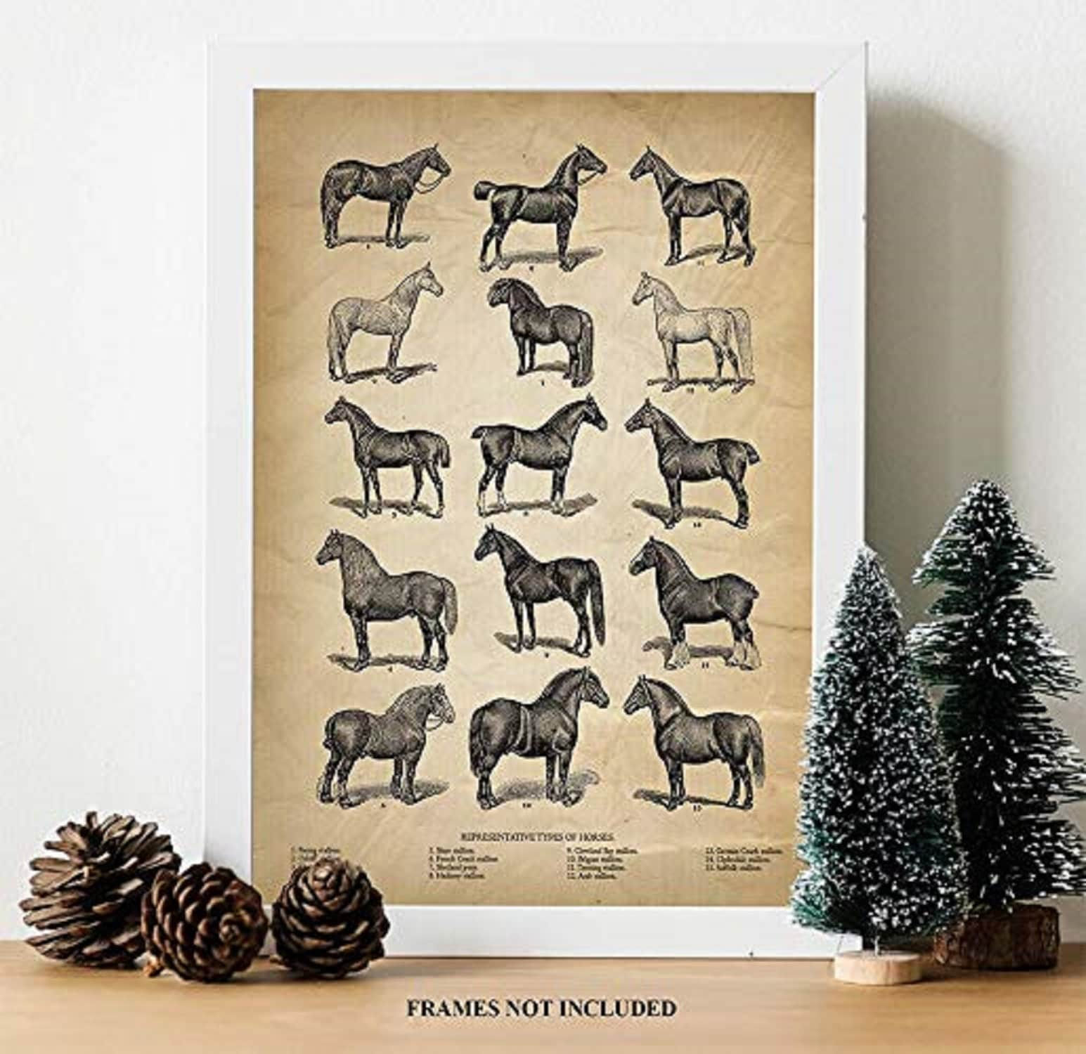 Vintage Farm Animal Print - Types of Horses - Unique Wall Art of a Classic Image - Perfect Gift for All Horse Lovers