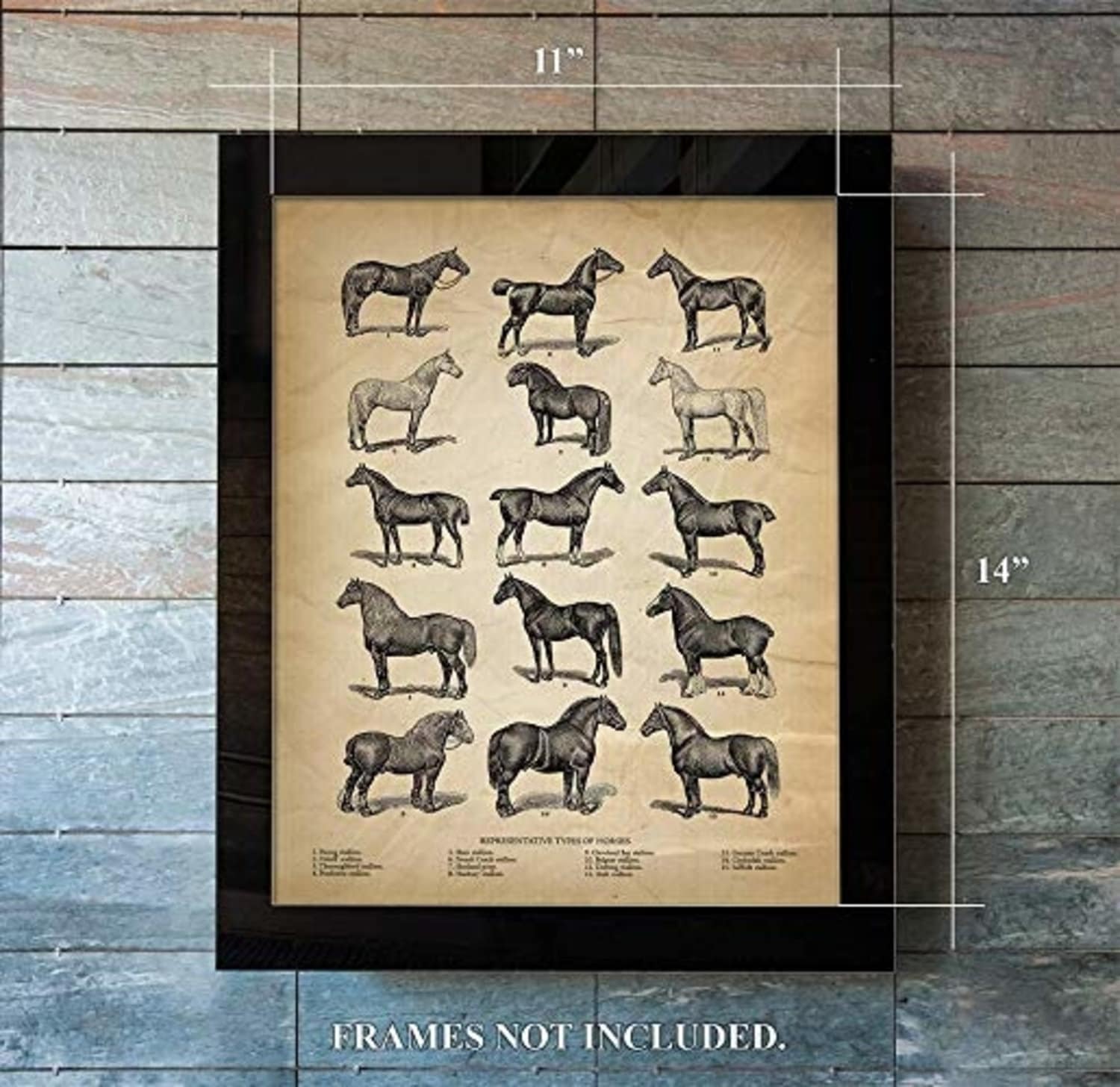 Vintage Farm Animal Print - Types of Horses - Unique Wall Art of a Classic Image - Perfect Gift for All Horse Lovers