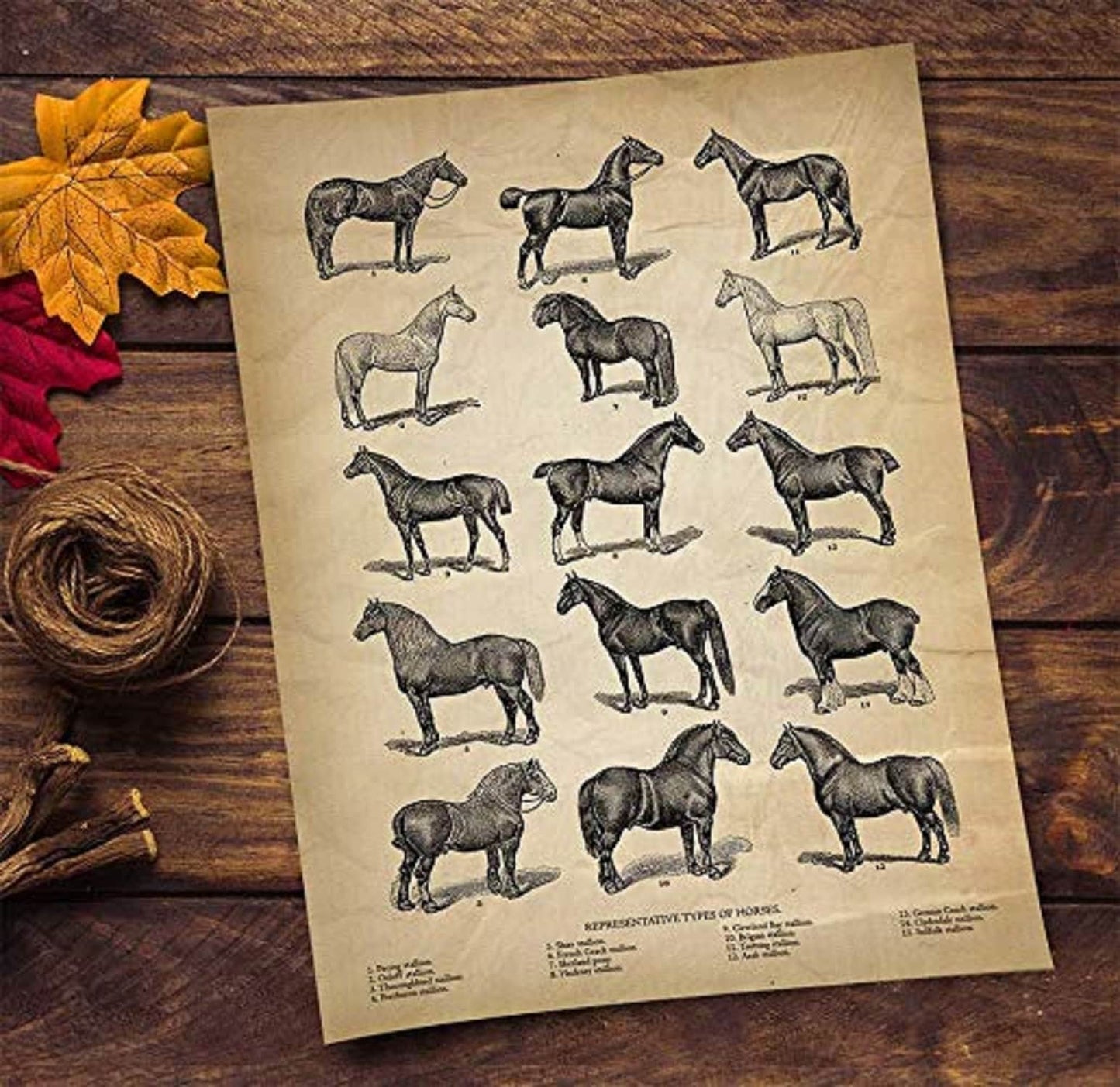 Vintage Farm Animal Print - Types of Horses - Unique Wall Art of a Classic Image - Perfect Gift for All Horse Lovers